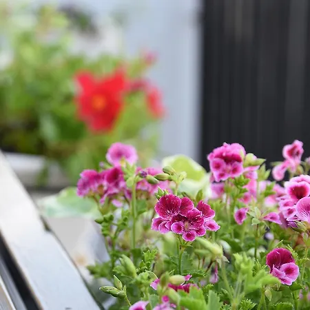 Bed and breakfast Terra Mia 4*