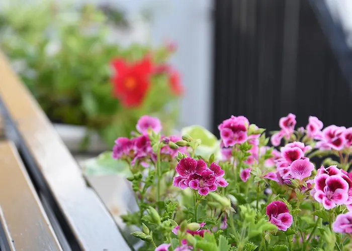 Bed & Breakfast Terra Mia 4*